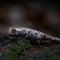 Brookesia tristis