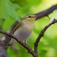 budníček lesní - Phylloscopus sibilatrix