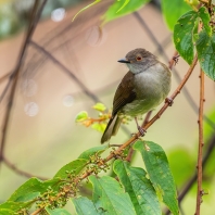 bulbul brýlatý - Pycnonotus erythropthalmos