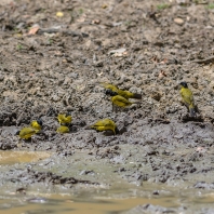 bulbul černochocholatý - Pycnonotus...