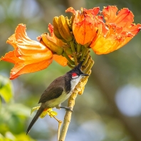 bulbul červenouchý - Pycnonotus jocosus