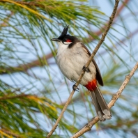 bulbul červenouchý - Pycnonotus jocosus