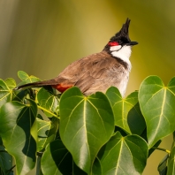 bulbul červenouchý - Pycnonotus jocosus
