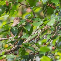 bulbul hnědý - Pycnonotus brunneus