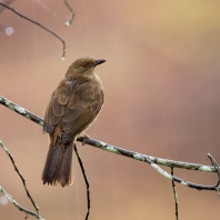 bulbul hnědý - Pycnonotus brunneus