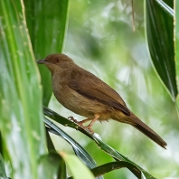 bulbul hnědý - Pycnonotus brunneus