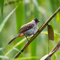 bulbul indočínský - Pycnonotus aurigaster