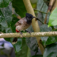 bulbul šupinkový - Pycnonotus cafer
