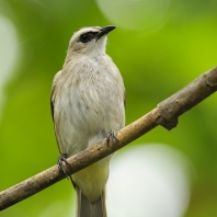 bulbul žlutořitý - Pycnonotus goiavier