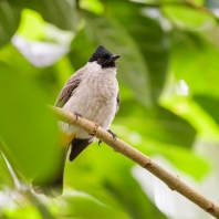 bulbul žlutořitý - Pycnonotus goiavier