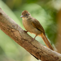 bulbulčík šedooký - Iole propinqua