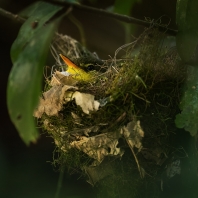 bulbulec brýlatý - Xanthomixis zosterops
