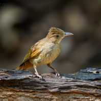 bulbulec jihoasijský - Alophoixus pallidus