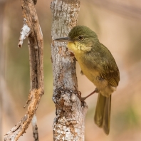 bulbulec madagaskarský - Bernieria madagascariensis