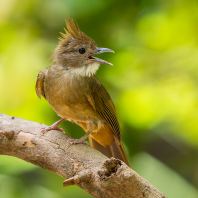 bulbulec okrový - Alophoixus ochraceus
