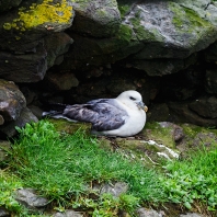 buřňák lední - Fulmarus glacialis