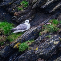 buřňák lední - Fulmarus glacialis