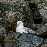 buřňák lední - Fulmarus glacialis