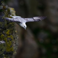 buřňák lední - Fulmarus glacialis