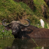 buvol africký - Syncerus caffer