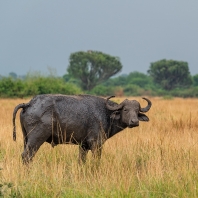 buvol africký - Syncerus caffer