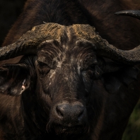 buvol africký - Syncerus caffer