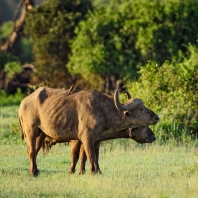 buvol africký - Syncerus caffer