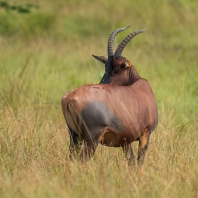 buvolec modrý - Damaliscus lunatus