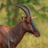 buvolec modrý - Damaliscus lunatus