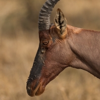buvolec modrý - Damaliscus lunatus