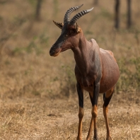 buvolec modrý - Damaliscus lunatus