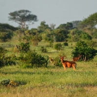 buvolec stepní - Alcelaphus buselaphus