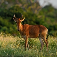 buvolec stepní - Alcelaphus buselaphus