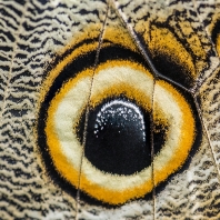 Caligo eurilochus