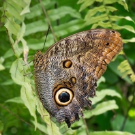 Caligo eurilochus