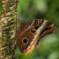 Caligo memnon