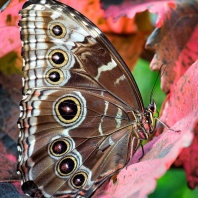 Caligo memnon