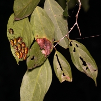 štítovkovití - Scutelleridae