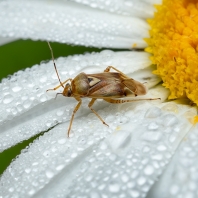 Calocoris roseomaculatus