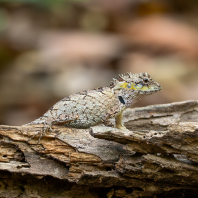 Calotes bachae