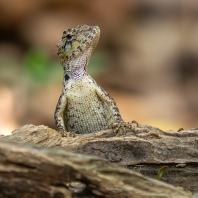 Calotes bachae