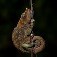 Calumma crypticum