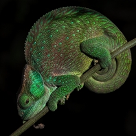 Calumma oshaughnessyi