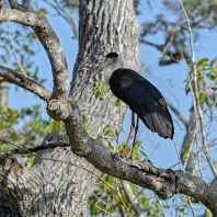 čáp bělokrký - Ciconia episcopus