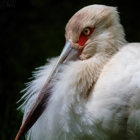 čáp jihoamerický - Ciconia maguari