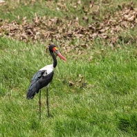 čáp sedlatý - Ephippiorhynchus senegalensis