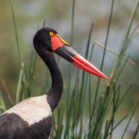 čáp sedlatý - Ephippiorhynchus...