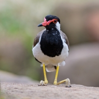 čejka černoprsá - Vanellus indicus