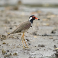 čejka černoprsá - Vanellus indicus