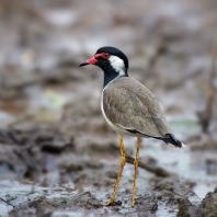 čejka černoprsá - Vanellus indicus